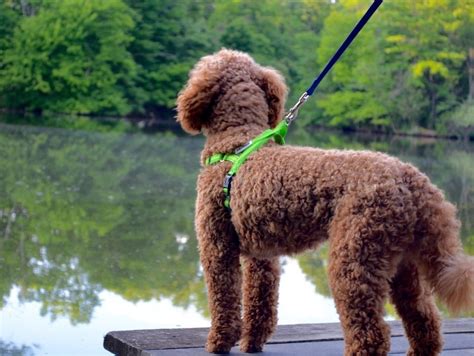 dog harness for toy poodle|best harness for standard poodle.